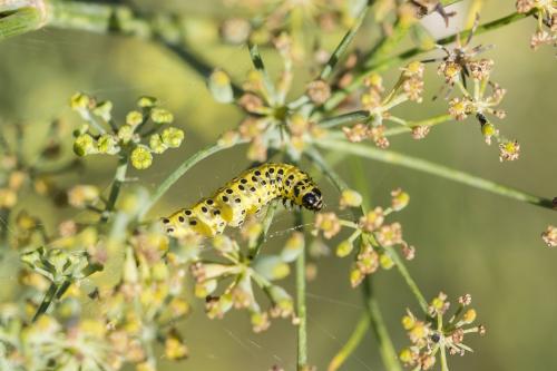 Réf. 214 528 : Sitochroa palealis